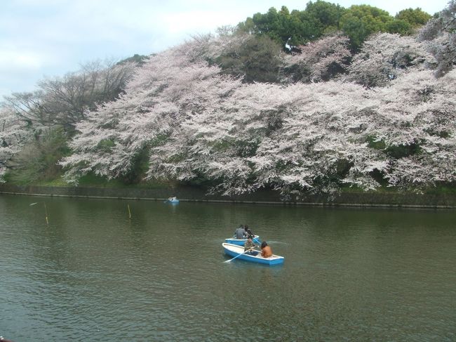 今年は東日本大震災の影響で大がかりな花見イベントは自粛になってしまいましたが、季節は移りゆくもの、気づけば東京の桜も満開になりました。<br />東京の桜の名所と言えば九段下の千鳥ヶ淵、イベントは開催されていませんでしたが桜を見ながらのウォーキングは可能だったので行ってきました。<br />さすがにすごいたくさんの人でした。