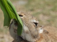 カフェホクストンでランチとかわいいうさぎちゃんに会いに再び大久野島へ・・・（前編）