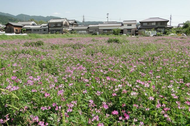 家内が久しぶりにレンゲの花が見たいと言うので、<br />近くでどこで咲いてるのかなと検索してみると、<br />奈良の明日香村周辺でよく咲いているらしいので、<br />行ってみることになりました。