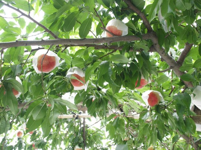 家で、イチゴやリンゴ・ビックリグミ・柿などは、取ったことはあります。<br />でも、観光農園での○○狩りはやったことない！<br /><br />そんなで、天気良かったこの日、ドライブがてらに、果物狩りへ行ってきました♪<br /><br />私の理想は、さくらんぼだったのだけど、さくらんぼは7月上旬くらいまでらしく、7月下旬は桃がメインでした。<br />よって、桃狩りに行くことに。<br />「果物狩りって言っても、食べ放題じゃないと嫌なんだからね！ｗ」<br />