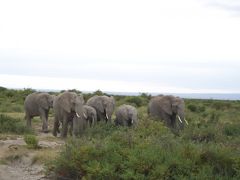 2008 アフリカ　ケニア・アンボセリでの動物サファリ