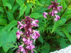 雲上の憐花　　立山にて