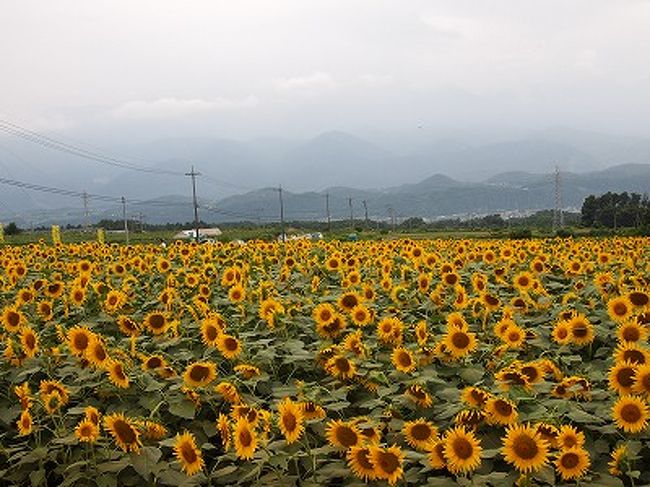 年長児と2歳の兄弟を連れて長い夏休みを少しでも快適に。<br />かなりゆる〜く計画をたてて行ってきました。<br /><br /><br />1日目 調布→須玉 道の駅南きよさと 南八ヶ岳花の森公園 清里ペンションフォレストピア<br /><br />2日目 白州べるが シャトレーゼアイス工場 清里ペンションすなどけい<br /><br />3日目 滝沢牧場 ハイジの村 サンフラワーフェス 韮崎→調布