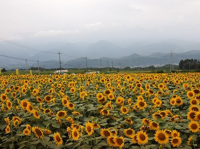 年長児と2歳の兄弟を連れて長い夏休みを少しでも快適に。<br />かなりゆる〜く計画をたてて行ってきました。<br /><br /><br />1日目　調布→須玉　道の駅南きよさと　南八ヶ岳花の森公園　清里ペンションフォレストピア<br /><br />2日目　白州べるが　シャトレーゼアイス工場　清里ペンションすなどけい<br /><br />3日目　滝沢牧場　ハイジの村　サンフラワーフェス　韮崎→調布