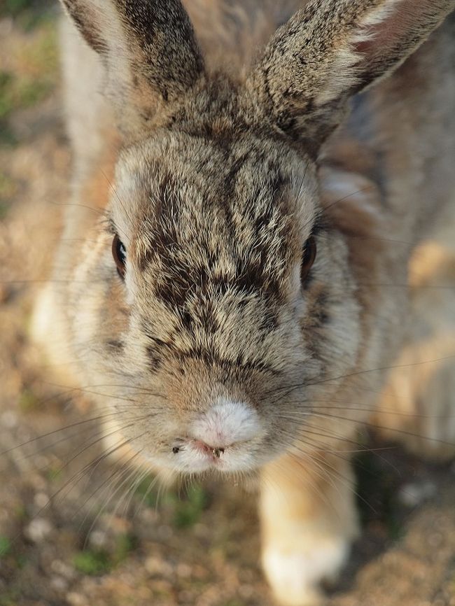 かわいいうさぎちゃんに会いに再び大久野島へ・・・(後編)