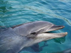 『イッテＱ水族館』が見たくて・・・in八景島シーパラ②　～ランチ＆ふれあいラグーン編～