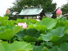 ハスの花鑑賞2011　小山田神社周辺の蓮田