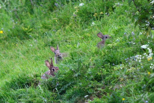 ［南イングランド］ カントリーサイドを巡る旅（14）～バーファム村はウサギ天国？！