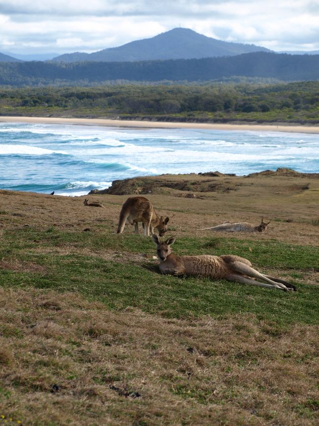 ＜写真はムーニービーチ（Moonee Beach）の野生のカンガルー＞<br />日本は節電の夏。暑い夏は季節が逆の真冬のオーストラリアに行くことに。<br />計画当初はアデレードに行ってバロッサバレーとクレアバレーでワイナリーめぐりをしようかと思っていたんだけど、<br />チャイナエアラインの８万円のビジネスクラスチケットが取れたのでシドニーに決定。<br />シドニーの北へ行けば冬でも比較的暖かいかな・・な〜んて思い、コフスハーバーまでのんびりドライブすることにしました。<br />今回の旅は天気が毎日曇り。ちょこっとだけ青空が見えた日があったけど、快晴の日がゼロでちょっと残念。でも、海沿いでのんびり生きている野生のカンガルーの群れに会えたから、よかったよかった♪<br />--------------------------------<br />今回の旅程は<br />7/13 出発<br />7/14 The Entrance泊<br />7/15 Forster泊<br />7/16〜17 Coffs Harbour泊<br />7/18 Armidale泊<br />7/19 Murrurundi泊<br />7/20〜22 Hunter Valley泊<br />7/23 夜中にシドニー空港発<br />7/24 帰国<br />-------------------------------<br />【セントラルコーストの観光案内】http://www.visitcentralcoast.com.au/<br />【ＮＳＷの観光案内】http://jp.sydney.com/<br />【The Entrance】http://www.theentrance.org/index.html<br />【Great Lakes】http://www.greatlakes.org.au/<br />【Manning Valley】http://www.manningvalley.info/<br />【Port Macquarie】http://www.portmacquarieinfo.com.au/<br />【Coffs Coast】http://www.coffscoast.com.au/<br />-------------------------------<br />★3.5ッ星の理由<br />のんびりとしたドライブコースで、大量のカンガルーに会えてかなりよかった。本当によかった。<br />しかし、天気が悪かったのと、シーズンオフだったので★３つ半。