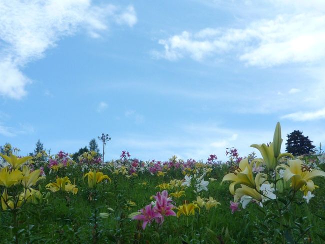 高山市から東海北陸道にのり１時間程の所にある、ダイナランドゆり園に行ってきました！<br /><br />360万輪のゆりが咲く園内はゆりの香りが漂い楽しめました。<br /><br />ダイナランドゆり園<br />http://www.dynaland.co.jp/yuri/<br /><br />高原巡遊紹介<br />↓<br />ひるがの高原コキアパーク<br />http://www.hiruganokogen.com/<br /><br />びわこ箱館山ゆり園<br />http://www.hakodateyama.com/<br /><br />