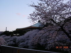 1度は見て欲しい、千鳥ヶ淵の桜