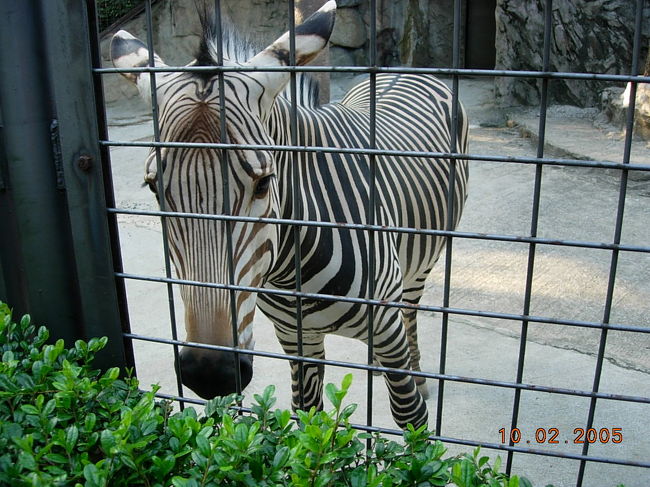 上野動物園で動物たちに癒された休日