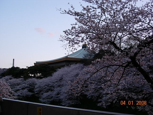 1度は見て欲しい、千鳥ヶ淵の桜