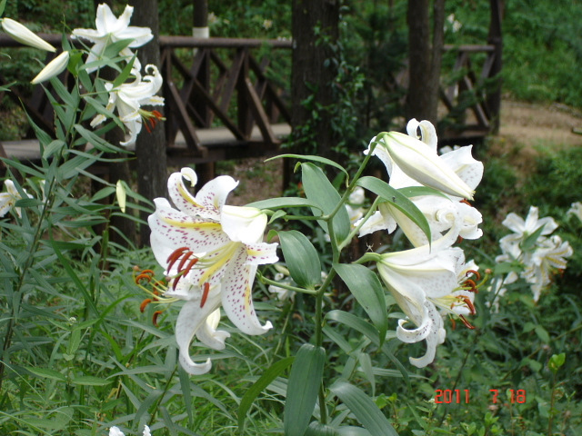 行方市西蓮寺付近の百合園の花がだいぶ咲いて来ているとの情報で、玉造の「山百合の里」を見に行ってきました。<br /><br />表紙写真は、「井上山百合の里」に咲く山百合。