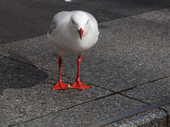 目付きの悪いカモメ