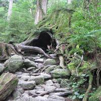 世界遺産・屋久島に憧れて♪　