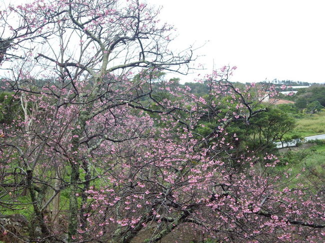 　今回も古い桜旅の紹介である。2008年1月25日、吹雪の越後長岡を朝出発して午後2時過ぎには温度20度の春爛漫の沖縄に到着した。日本列島の較差もすごいと感心した。　四季桜は正月でも、雪の中でも咲いている。「桜祭り」と名売ってイベントをするのは沖縄が最初なんだそうだ。沖縄の桜は濃いピンク色のカンヒ桜が殆どだ。土地、気候で染井吉野は育たない。でも、その濃いピンクの桜が沖縄の風土と人柄にピッタリだった。<br />　沖縄の桜は北の方から咲く。到着した夜、沖縄本島の南部の八重瀬公園を観に行った。桜は3部咲きだった。<br />　翌日、沖縄本島北部の今帰仁村（なきじん）の今帰仁城址を訪れた。カンヒ桜は満開だった。日曜日とあって物凄い人出だった。大半が観光バスで来たツアー客だ。日本人は本当に桜が好きな国民なんだと実感した。<br />　今、沖縄の「カンヒ桜」が観光の名所となっているが、殆ど、戦後植えられたものだそうだ。<br />　日本一早く桜祭りをする今帰仁城址の桜見物の後で、同時に桜祭りをしている本部町の八重岳の桜を観た。<br />　バスガイドから聞いた話しを紹介したい。沖縄にアメリカ軍の基地ができる事が決まると、突貫工事で八重岳の頂上まで瞬く間に立派な軍用道路ができた。地元の人は、「何のために」と不思議がっていると、450メートル位の八重岳の頂上に飛行機のレーダー基地ができたのだそうだ。<br />　昭和30年頃、まだ、この辺りは戦禍がひどく赤土を剥き出したままだった。軍用道路だけが不気味な怪物のように黒くうねっていた。<br />地元の人は、あまりにも殺風景な光景に桜の花を道路端に植えようと、カンヒ桜の苗を植えた。それは戦争で犠牲になった人たちへの鎮魂でもあった。<br />　翌年、ピンクの花が咲いた。アメリカ軍のジープが止まって、兵士がそれを見て、「オ〜、ワンダフル」と言って微笑んだ。　この辺りの土壌はカンヒ桜に適していたのである。地元の人は、また、ヒカン桜の苗を植えることにした。　それを見た、アメリカ軍の兵士が手伝った。兵士の数は日に日に多くなっていったという。日本人の数も増えていった。桜がもたらす友情、いいなあ〜。アメリカ人の一人一人は平和が大好きな温かい心の持ち主なんだと、私はバスガイドの話を聞いてジーンとなった。<br />　今回の沖縄の旅は沖縄を戦争と結びつけた暗い旅ではなかった。本州より一足早い春の花いっぱいの沖縄の旅を満喫して来た。華なホテルで３泊、食事も5回付、観光施設の入場料も殆ど含まれて6万円かからないＣ社のパッケージツアーだった。　「こんなに安くて良いのかなあ」と何度も思った。土産屋に10軒ほど連れて行かれたが、これは我慢しなければならない。　　　　　　　　　　　　　　　　　　　　帰る日の午前中、観光バスは「ひめゆりの塔」を案内してくれた。やっぱり、そのことは忘れてはならない。<br />　ひめゆりの塔の発端は犠牲になった自分の娘の供養の為に父親が自費で作った石碑である。今、ひめゆりの塔の回りに鬱蒼と相思樹が茂っている。この樹は沖縄師範学校女子部の校庭に戦争まで茂っていたのだそうだ。<br />　自然にこの地に生えたという説もあるが、誰かがひっそりと植えたのかも知れないと、ガイドは説明した。<br />　　私はこの度、沖縄を旅行して、すっかり沖縄のイメージが変わった。沖縄の人がとても、親切で明るくておおらかだった。目先のことに拘ってガツガツと金を貯めることしか考えていないのである。お土産屋でもしつこく売りつけない。この明るさ、おおらかさは、やはり、南国の明るい太陽の性なのだろうか。<br />　　「何かあったら、そん時、考えればいいさ〜」、これが沖縄人気質なのだそうである。<br /><br /><br /><br /><br />
