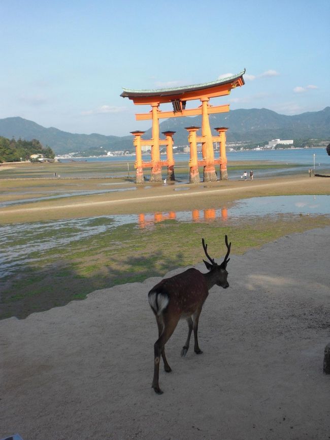 修学旅行以来の宮島。<br /><br />厳島神社を堪能すべく、2泊してみました。<br />朝も、昼も、夜も美しい、<br />神の島での3日間。