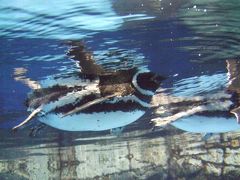 『イッテＱ水族館』が見たくて・・・in八景島シーパラ⑤　～アクアミュージアムその１編～