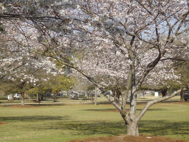 　　アメリカ桜旅　１　メイコン<br />　今回も４トラベルの会員になる前の古い旅のブログである。　アメリカは日本に次いで桜が沢山咲いている国である。恐らくどの州にも桜は咲いていると思う。私がアメリカ桜旅に出かけたのは、2008年3月末から4月月8日までである。情報を提供して下さったのは今は亡き、シカゴ在住の上野克三さんだった。<br />　3月２8日、シカゴの上野さんの病気（肺ガン）を見舞ってからアトランタに向かった。機内で、上野さんの病気回復とこれから始まる桜旅の幸運を祈った。私はブルーな気持ちを明るい気持ちに換えなければならなかった。日本の美しい桜を思い出し、機内の窓から見える青空を見て気分転換を図った。<br />　アトランタ空港に着いた時、晴天で気温は20度以上あった。私は空港近くから出ているシャトルバスに乗り換えてバスで１時間半で到着するメイコンに向かった。<br />　ジョージア州メイコン、この町をご存知かな。人口11万のこの町に30万本の桜の木が植えられているのである。おそらく人口に比例しての桜の本数の多さは世界一だと思う。私は上野さんからの情報で30万本を疑った。ゼロが一つ多いのでないかと思った。しかし、到着して納得した。あっちもこっちも桜だらけ。まさに、桜に埋もれた町だった。<br />　メイコンが「桜の町」となった機縁がある。1948年、メイコンの不動産屋のフィクリグ氏が一本の染井吉野に遭遇する。その美しさに魅せられて、増殖する手法を習い、苗木を無料で近所の人に分け始めた。数年の内に、桜はメイコン市内に広がった。<br />　1970年代の初め、ノースカロライナから移住したクレイトン女史はフィクリング氏の行為に感動し、メイコンの美化推進委員会の常任理事となって、全市を上げて「桜祭り」をする事を提唱した。それが、1982年に実現し、毎年3月末から10日間、「桜祭り」が開催されるようになった。フィクリング家が設立した桜基金団体が現在では数千本の桜の苗 が毎年、無料で配布されているのだそうだ。<br />　今ではメイコンが世界最大の桜都市と呼ばれる名誉を獲得するようになったのだそうだ。（桜の国は日本）<br />　今年の桜祭りは3月29日から10日間である。それは市のセントラルパークで開催されるのであるが、毎年、期間中、100万人以上が訪れるそうである。私が訪れた日は「桜祭り」の２日前だったが、桜は満開だった。大勢の人が準備ニ忙しそうだった。その規模は日本の桜祭りよりはるかに大きい。敷地内に遊園地まで作っちゃうのだ。屋台なんてもんっじゃない。移動のでかい出店が50軒位立ち並んでいた。<br />　アメリカの国は大きい。やる事まで大きいのはハンパじゃない。<br />　セントラルパークで長時間、桜を観ている老夫婦と話をする機会を得た。その老夫婦からご自分の家の庭にある2本の桜の木の話を伺った。（その後、その話を「メイコンの2本の桜」という童話を創った）<br />　メイコン市は黒部市と姉妹都市を結んでいる。黒部市から送られた提灯が何十個もぶら下がっていた。（黒部市の企業がメイコンにあるのだそうだ）　