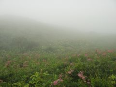 霧の伊吹山に、お花畑を見た