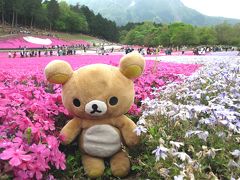 GWを埼玉で満喫するクマ～　秩父の芝桜