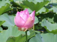 高田公園はす祭りとまつだい観光