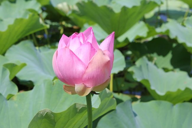 ハスを見たくて、高田公園へ。<br />この日の高田は３５度と新潟県にしては、気温が高かったので<br />（通常最高気温は３３度以下）、<br />高田公園もとても暑かったです。<br />ハスを楽しんだあとは、昼食を食べて、まつだい方面へ。<br />まつだいの棚田やまつだい農舞台、美人林などを見てきました。<br /><br />高田のハスを見に行くのが目的でしたが、まつだいの方が気に入りました。