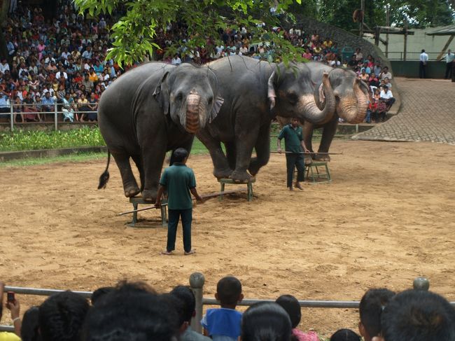 デヒワラ動物園の目玉、象のショー。でももし話せたらコンナ事を言っているかも。一番かわいそうな感じのした象の姿でした。