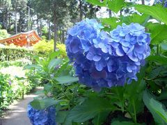 鳳凰リベンジ紫陽花三昧～平等院・三室戸寺・萬福寺・藤森神社編～。