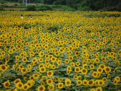 　明野町サンフラワーフェスティバル