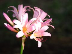 Japan　昭和記念公園　甘い香りの夏水仙とブルーベリーと鷺草　～ミツバチばあやの冒険～