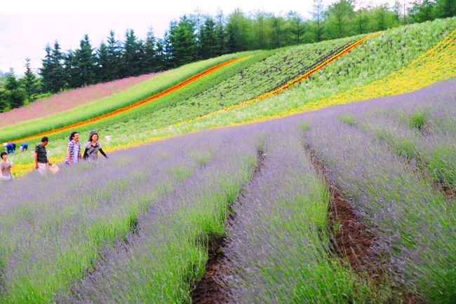 Japan　北海道　富良野のラベンダー 　～ミツバチばあやの冒険～