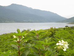 野反湖畔の花々