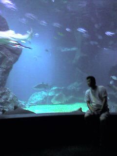 12火曜サメが泳ぐ地下水族館