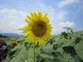 キャンプで過ごす夏休み♪　in 津南　～２日目～