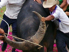 石林でサニ族と闘牛を観る～2011年雲南・四川の旅　【その１】