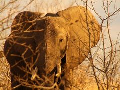 タンザニア ルアハ国立公園vol.3　「Ruaha River Lodge」に泊まって大自然を体感する！