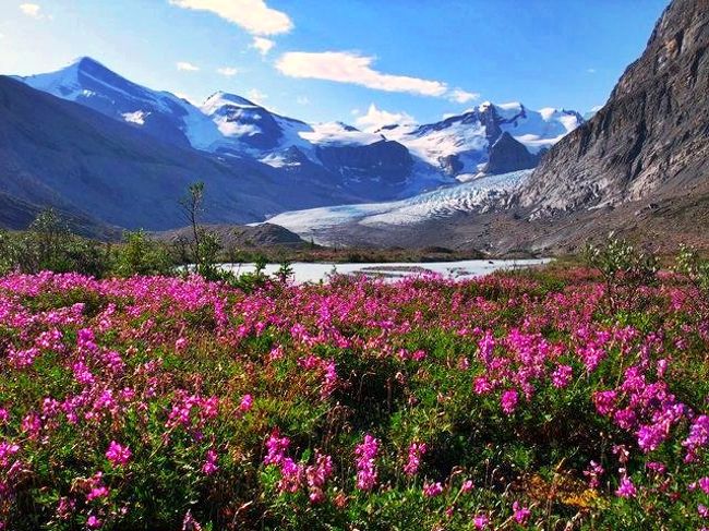 山神様からのサプライズ☆７時間を歩くご褒美は…天空の花畑 & 一面の氷河の世界/スノーバード・パス(Snowbird Pass)に広がる大氷原 