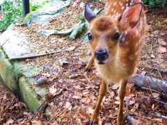 青春18きっぷで行くぼっち万歳旅☆（^p^）1日目その２in宮島