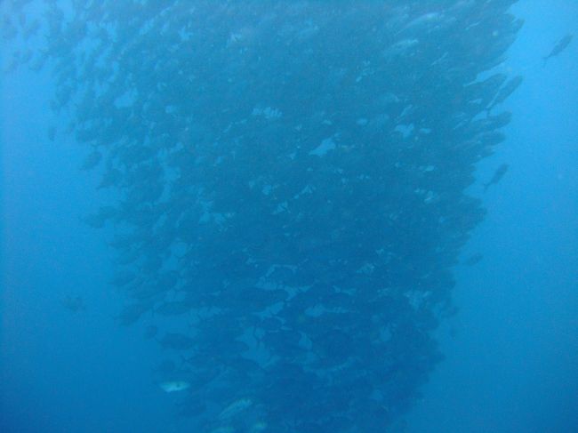 <br /> 今回は、セブ島の隣の島、ネグロス島!!<br /> ドゥマゲッティー近辺のダイビング<br /><br /> 目指すは、ギンガメ トルネード!!<br /><br /> 後は、トラブル無く日本へ帰る事