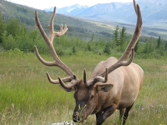 2011年8月5日〜8月14日までカナディアンロッキーのジャスパー（Jasper）とマウントロブソン州立公園(Mount Robson Provincial Park)を家族で旅しました。旅の途中で出会った野生動物たちについて、旅行記の番外編　出会った場所とおおよその時刻　を紹介します。<br /><br />2年前に訪れたバンフ、レイクルイーズでは、会いたかったエルクになかなか会えずにさみしい思いをしましたが、ここではたくさんのエルクや野生動物に会うことができました。<br /><br />★☆　★☆　★☆　★☆　★☆　★☆　★☆　★☆　★☆　★☆　<br />関連旅行記　口コミ<br />マウントロブソンを楽しむ<br />1日目　リバー・サファリでクマと出会う！：http://4travel.jp/travelogue/10593439<br />2日目　ロブソン山　ヘリハイク： http://4travel.jp/travelogue/10593643<br />3日目　スノーバード・パスを歩くトレッキング：http://4travel.jp/travelogue/10594369<br />4日目：バーグ・レイク トレイル：http://4travel.jp/travelogue/10594727<br /><br />番外編<br />動物編：http://4travel.jp/travelogue/10594984<br />乗馬編：http://4travel.jp/travelogue/10596304<br />ラフティング編：http://4travel.jp/overseas/area/north_america/canada/jasper/tips/10193945/　<br />★☆　★☆　★☆　★☆　★☆　★☆　★☆　★☆　★☆　★☆　<br />