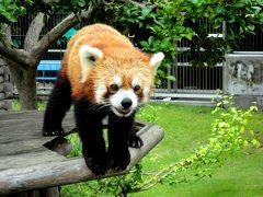 真夏のレッサーパンダ紀行【7】　周南市徳山動物園