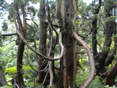 「日本三大天然杉」の一つ、佐渡の天然杉