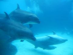 名古屋港水族館へ行ってきました♪