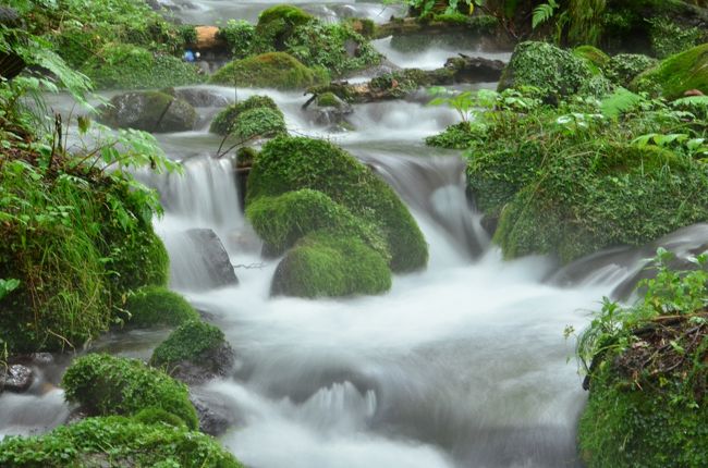 名水百選<br />水の流れる風景<br /><br />2011年8月25日現在、最初に渡る小さい木橋は、倒木によって遮られていた。跨いだり潜ったりして通り抜ける。<br /><br />道中には、非常に高い段差の階段（30cm〜50cm）が続く場所があるため、年配者には少し厳しそう。そこを越える事ができれば、あとは普通の階段になる。<br /><br />心配しすぎかもしれないが、私は熊避けの鈴を持参した。<br />