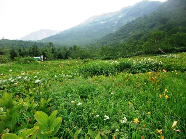 　夏休みを利用して、車で中央道から北陸道に抜け、途中長野県と新潟県、富山県の山に登る計画を立てました。その旅行記を３部に分けて紹介します。高層湿原の「栂池自然園」を散策は、その１です。<br />　<br />　中部山岳国立公園に属する高層湿原の栂池自然園は、栂池高原駅から栂池パノラマウェイで登った標高約１８５０ｍ〜２０５０ｍの山の上にあります。<br />　今回、蓮華温泉から小蓮華山への登山を計画した私達夫婦は、その前日を使って、栂池自然園の散策をしたのです。<br />　蓮華温泉から小蓮華山に登った：http://4travel.jp/traveler/nnkojima/album/10596027/も一緒に見てください。