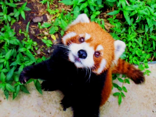 突然ですが、レッサーパンダの出産は６月中旬から７月中旬にかけての夏の時期、ことしもいくつかの動物園のＨＰを”レッサーパンダの赤ちゃん誕生”のニュースが飾りました。<br />そして、市川市動植物園からも、僕が常々注目していた美形＆やんちゃパンダのメイファが２年ぶりに出産したという嬉しいニュースが届きました。<br />そして、その赤ちゃんの公開が８月２３日より始まりました。<br />これは見に行かなければ！！・・・と言うわけで８月最後の土日は千葉に行くことにしました。<br />せっかく千葉まで行くのだから、今まで訪問できていなかった市原市の”市原ぞうの国”、そして、その横に７月３１日に開園した新コンセプトの動物園”Sayuri World”に足を運んでみることにしました。<br />さて、どんなレッサーパンダに会えるのか・・・楽しみです。<br /><br />【２０１２年１月追記】<br />実はこの市原ぞうの国、そしてSayuri Worldのレッサーパンダの情報はほとんどなく、Sayuri Worldで会った２匹のパンダの名前は近くにいた飼育員さんらしき人（あるいは受付の人かも？）に撮ったばかりの写真を見せてそれぞれチョコチョコちゃん、そしてポテト君と名前を教えてもらい、その名前で旅行記を作ったのですが、他のレッサーパンダ好きの方のブログや、２０１２年１月の再訪の結果からするとどうやら逆のようです。<br />今から文章変えるのもなんか違うと思いますので、各写真の説明に【追記】としてその旨書かせて頂きますね。<br />あ〜、個体識別って難しいっ！！<br /><br /><br /><br />これまでのレッサーパンダ旅行記です、よろしければご覧ください。<br />【旭川市旭山動物園】http://4travel.jp/traveler/jillluka/album/10460306/<br />【札幌市円山動物園】http://4travel.jp/traveler/jillluka/album/10462039/<br />【仙台市八木山動物園】http://4travel.jp/traveler/jillluka/album/10562923/<br />【日立市かみね動物園】http://4travel.jp/traveler/jillluka/album/10562630/<br />【千葉市動物公園】１回目→http://4travel.jp/traveler/jillluka/album/10428642/ ２回目→http://4travel.jp/traveler/jillluka/album/10513557/<br />【市川市動植物園】１回目→http://4travel.jp/traveler/jillluka/album/10488760/ ２回目→http://4travel.jp/traveler/jillluka/album/10514076/<br />【市原ぞうの国】http://4travel.jp/traveler/jillluka/album/10596395/<br />【Sayuri World】http://4travel.jp/traveler/jillluka/album/10596395/<br />【上野動物園】http://4travel.jp/traveler/jillluka/album/10582546/<br />【江戸川区自然動物園】１回目→http://4travel.jp/traveler/jillluka/album/10488744/ ２回目→http://4travel.jp/traveler/jillluka/album/10588127/<br />【羽村市動物公園】http://4travel.jp/traveler/jillluka/album/10573769/<br />【東京都大島公園】http://4travel.jp/traveler/jillluka/album/10533763/ <br />【川崎市夢見ヶ崎動物公園】http://4travel.jp/traveler/jillluka/album/10514397/<br />【横浜市野毛山動物園】http://4travel.jp/traveler/jillluka/album/10533390/<br />【甲府市遊亀公園附属動物園】http://4travel.jp/traveler/jillluka/album/10589585/<br />【長野市茶臼山動物園】１回目→http://4travel.jp/traveler/jillluka/album/10559177/ ２回目→http://4travel.jp/traveler/jillluka/album/10589294/<br />【富山市ファミリーパーク】http://4travel.jp/traveler/jillluka/album/10581505/<br />【いしかわ動物園】http://4travel.jp/traveler/jillluka/album/10591912<br />【鯖江市西山動物園】１回目→http://4travel.jp/traveler/jillluka/album/10454820/ ２回目→http://4travel.jp/traveler/jillluka/album/10591903/<br />【熱川バナナワニ園】http://4travel.jp/traveler/jillluka/album/10453132/<br />【三島市立楽寿園】http://4travel.jp/traveler/jillluka/album/10452173/<br />【京都市動物園】http://4travel.jp/traveler/jillluka/album/10431630/<br />【天王寺動物園】http://4travel.jp/traveler/jillluka/album/10433741/<br />【ひらかたパーク】http://4travel.jp/traveler/jillluka/album/10410564/ <br />【神戸市立王子動物園】http://4travel.jp/traveler/jillluka/album/10440677/<br />【姫路市立動物園】http://4travel.jp/traveler/jillluka/album/10504355/<br />【周南市徳山動物園】http://4travel.jp/traveler/jillluka/album/10595007<br />【福岡市動物園】http://4travel.jp/traveler/jillluka/album/10414431/<br />【大牟田市動物園】http://4travel.jp/traveler/jillluka/album/10519919/<br />【宮崎市フェニックス自然動物園】http://4travel.jp/traveler/jillluka/album/10556121/<br />【鹿児島市平川動物公園】http://4travel.jp/traveler/jillluka/album/10556406/<br />【韓国・ソウル大公園】http://4travel.jp/traveler/jillluka/album/10531243