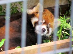 真夏のレッサーパンダ紀行【10】　市川市動植物園　メイファの赤ちゃん早くも公開！！　＆　第１回レッサーパンダ・オフ会