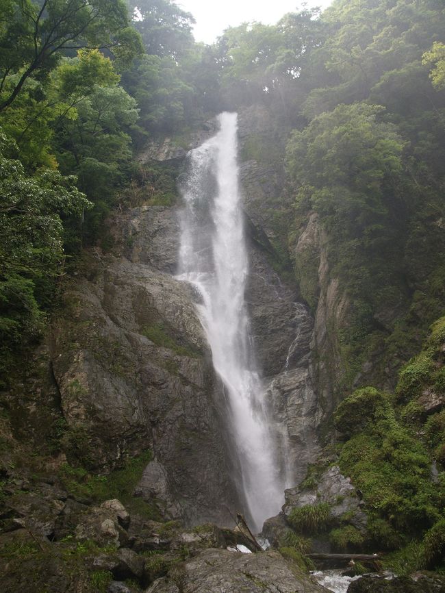週末にうまい具合に福岡出張が入りました。九州新幹線が全通したこともあり、熊本県南部の滝へも比較的短時間に行けるではありませんか。このチャンスを逃すGOTOCHANではありません。そこで八代を起点に、未訪問の百選滝である鹿目（かなめ）の滝と栴檀轟（せんだんとどろ）の滝を制覇することにしました。<br /><br />栴檀轟は、日本三大急流の球磨川支流の笹越川に懸る大瀑布です。九州の秘境中の秘境、平家落人伝説の残る五家荘にあります。昔滝の近くに大きな栴檀の木があったところから名付けられたそうです。<br /><br />栴檀轟で百選滝７５滝目制覇となりました。<br /><br />栴檀轟滝見難易度：２<br />参考　滝見難易度０：道路から見える、１：片道徒歩５分以内、２：片道徒歩１５分以内、３：片道徒歩３０分以内、４：片道徒歩１時間以内、５：片道徒歩２時間以内、６：片道徒歩２時間以上もしくは２時間以内でも特別な装備が必要な場合など。私の旅行記ではほとんど出現することはないと思われる。<br />注意　滝見難易度はあくまで私の主観によるものであり、また季節や天候により難易度が上がる場合もあります。私の旅行記を参考にされて、「違うかったやんけ」とおっしゃられても責任は負えませんのでご了承ください。また、難易度が高い場合はできる限り単独行は避けるようお願いします。
